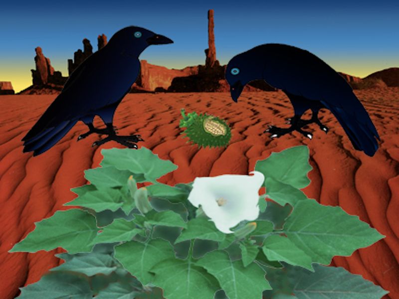 2crows eating datura seeds by Bill Walker