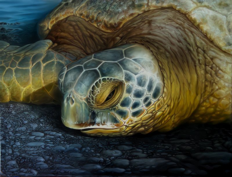 Honu (Hawaiian sea turtle) by Bill Walker