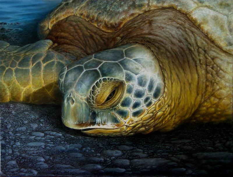 Elemakule (Honu) by Bill Walker